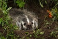 North American Badger Taxidea taxus Snarls Out Close