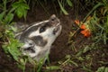 North American Badger Taxidea taxus Snarls Up Close Royalty Free Stock Photo