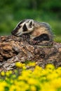 North American Badger Taxidea taxus Sniffs Along Top of Log Claws Exposed Summer Royalty Free Stock Photo