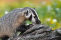 North American Badger Taxidea taxus Sniffs at Log Summer