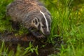 North American Badger Taxidea taxus Steps to Water Claws Out Summer Royalty Free Stock Photo