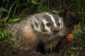 North American Badger Taxidea taxus Tongue Out