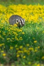 North American Badger Taxidea taxus Trundles Through Grass and Yellow Wildflowers Summer