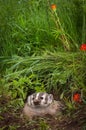 North American Badger Taxidea taxus Looks Out From Den Royalty Free Stock Photo