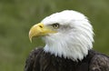 North American Bald Eagle