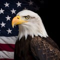 North American Bald Eagle on American flag Royalty Free Stock Photo