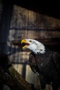 North american Bald eagle Royalty Free Stock Photo