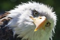 North American Bald Eagle