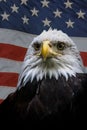 North American Bald Eagle on American flag Royalty Free Stock Photo