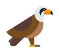 North American bald eagle raptor wildlife bird and hawk predator animal cartoon vector.