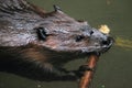 North american beaver