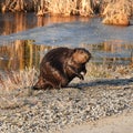 North American Beaver leaves the safety of pond water Royalty Free Stock Photo