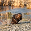 North American Beaver makes surprise exit from swampy pond water Royalty Free Stock Photo