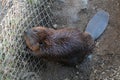 North American beaver, Castor canadensis Royalty Free Stock Photo