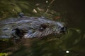 North American beaver Castor canadensis Royalty Free Stock Photo