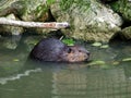 North American beaver Castor canadensis, Der Kanadische Biber oder Amerikanische Biber or Kanadski bober - Zoo Ljubljana
