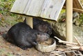 North American beaver, Castor canadensis, eating food Royalty Free Stock Photo