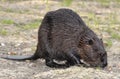 North American Beaver on ground Royalty Free Stock Photo