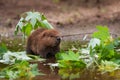 North American Beaver Castor canadensis Kit Looks Up From Water Summer Royalty Free Stock Photo