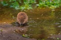 North American Beaver Castor canadensis Kit Near Water`s Edge Royalty Free Stock Photo