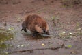 North American Beaver Castor canadensis Kit Runs Across Ground Summer Royalty Free Stock Photo
