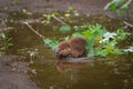 North American Beaver Castor canadensis Kit Splashes in Puddle Royalty Free Stock Photo