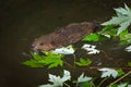 North American Beaver Castor canadensis Kit Swims Past Leaves Royalty Free Stock Photo