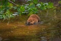 North American Beaver Castor canadensis Kit Wades Into Water Royalty Free Stock Photo