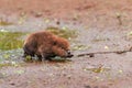 North American Beaver Castor canadensis Kit Walks Across Wet Ground Summer Royalty Free Stock Photo