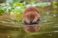 North American Beaver Castor canadensis Reflected Royalty Free Stock Photo