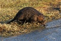 Beaver Entering the Pond Royalty Free Stock Photo