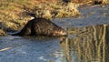 Beaver Reflection