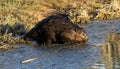 Wading Beaver