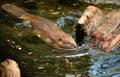 North American Beaver Castor Canadensis Wild Animal Swimming Dam