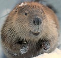 North American Beaver