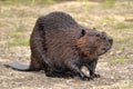 North American Beaver on ground Royalty Free Stock Photo
