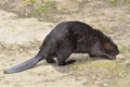 North American Beaver on ground Royalty Free Stock Photo