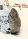 North American Beaver