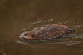 North American Beaver Kit Castor canadensis Swimming Royalty Free Stock Photo
