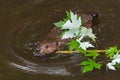 North American Beaver Kit Castor canadensis Swims With Branch