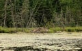 North American beaver lodge