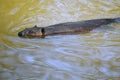 North American Beaver swimming Royalty Free Stock Photo