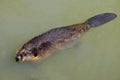 North American Beaver swimming Royalty Free Stock Photo