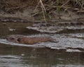 A North American Beaver Swimming in a Stream Royalty Free Stock Photo