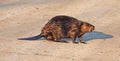 North American Beaver walking across dirt road