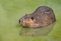 North American Beaver in water