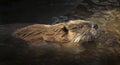 North American Beaver in the Water