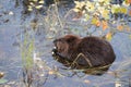 North American Beaver & x28;Castor canadensis& x29; eating,  Alaska Royalty Free Stock Photo
