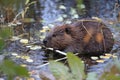 North American Beaver & x28;Castor canadensis& x29; eating,  Alaska Royalty Free Stock Photo