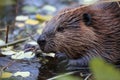 North American Beaver & x28;Castor canadensis& x29; eating,  Alaska Royalty Free Stock Photo